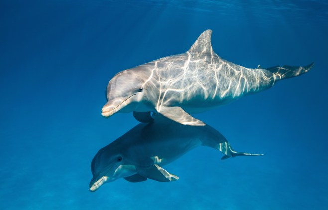 Disneynature "Dolphins"